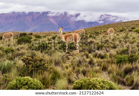 Argentina, in northern part of Argentina Guanacos in the beautiful landscape. Royalty-Free Stock Photo #2127122624
