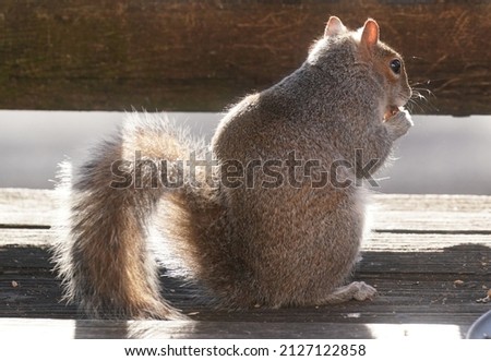 Squirrel on the garden deck