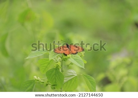 random background texture nature leaf  flower