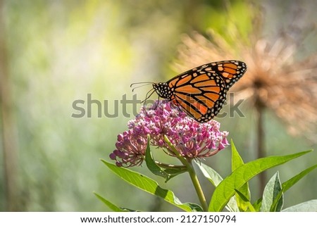 A Monarch butterfly (Danaus plexippus) in beautiful early afternoon light feeds on milkweed pink flowers   Royalty-Free Stock Photo #2127150794