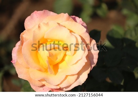 Closeup of a Rose flower