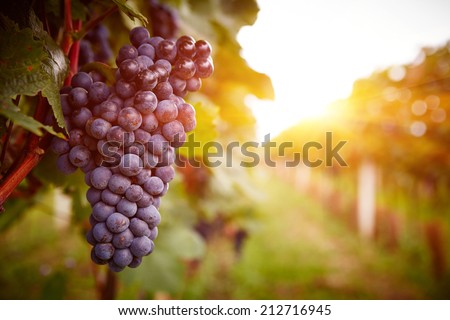 Vineyards at sunset in autumn harvest. Ripe grapes in fall.  Royalty-Free Stock Photo #212716945