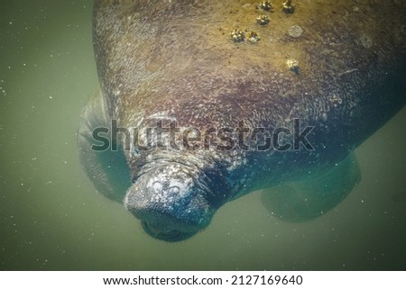 fat manatee with back barnacles