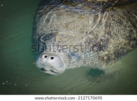 manatee mouth coming out of the water