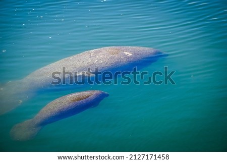 a manatee calf swimming with its mother