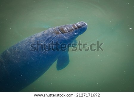 baby manatee coming up for air