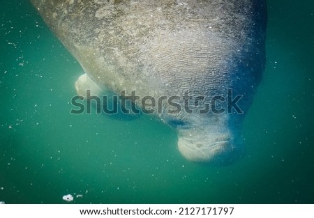 round manatee under the water