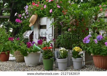 Summer still life with beautiful flowers in pots outside in the garden.  Vintage botanical background with plants, home hobby still life with gardening objects and nature. Royalty-Free Stock Photo #2127182819