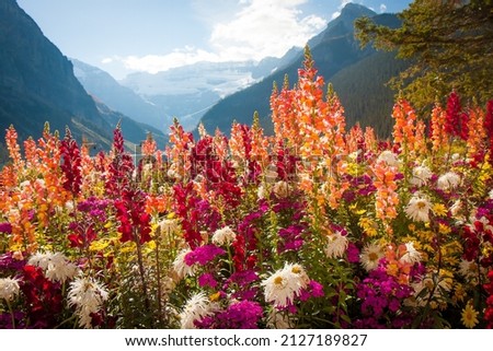 Tall colorful wild flowers in front of mountain range outlook in Banff National Park Canada Royalty-Free Stock Photo #2127189827