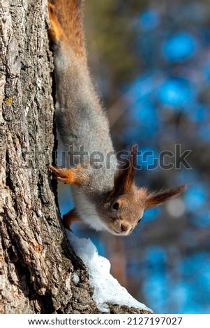 squirrel climbs the trunk of a tree