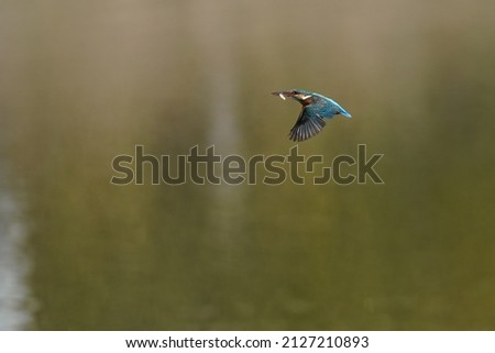 kingfisher is hunting a fish