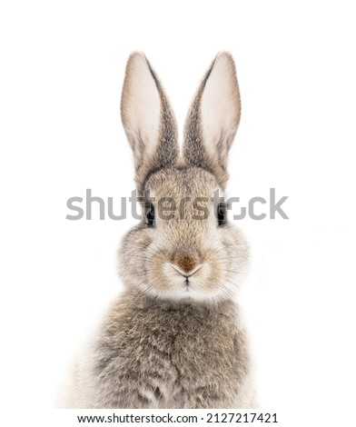 photo portrait of a bunny or rabbit on a white background for digital printing wallpaper, custom design  Royalty-Free Stock Photo #2127217421