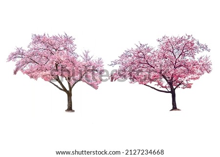 Sakura tree in spring isolated on white background. Royalty-Free Stock Photo #2127234668