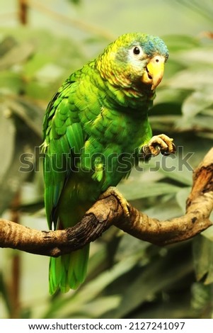 The Yellow-billed amazon (Amazona collaria) sitting on the old vertikal branch. The parrot is feeding. Green and blue parrot with yellow beak. Royalty-Free Stock Photo #2127241097