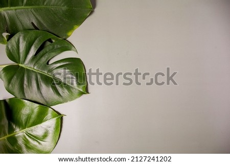 Large monstera leaves on a light green background