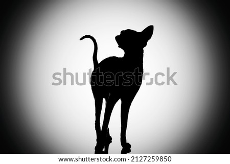 black and white silhouette of an oriental breed cat