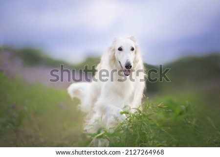 Portrait of happy beige dog breed russian borzoi running in the violet flowers field in summer. Beautiful and gorgeous russian borzoi dog. Phacelia blossom Royalty-Free Stock Photo #2127264968