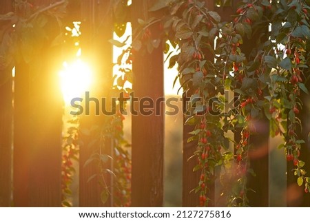 The setting sun shines through a wooden fence. goji berry bush