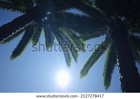 coconut tree blue sky white clouds