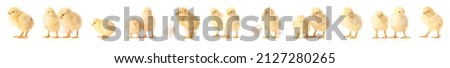Many cute chicks on white background Royalty-Free Stock Photo #2127280265