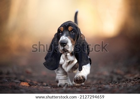 amazing Basset Hound Puppy photo Royalty-Free Stock Photo #2127294659