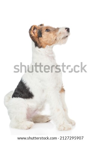 Fox terrier puppy sitting and looking away and up on empty space. isolated on white background Royalty-Free Stock Photo #2127295907