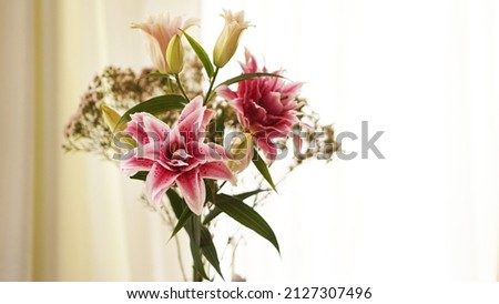 Closep-up image of an open pink fresh lily blooming in summer. Blurred background. Romantic lighting. Elegant bouquet flower decoration.