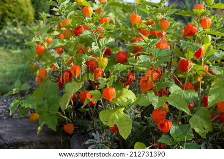 Several Chinese lantern flower (Physalis alkekengi) in August after a rain shower Royalty-Free Stock Photo #212731390
