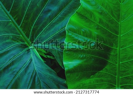 abstract green leaf texture, dark green foliage nature background.
