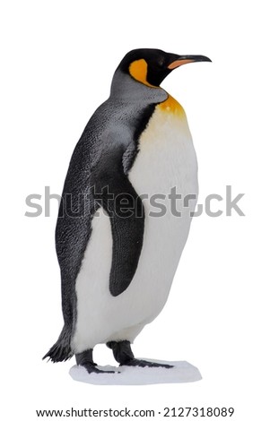 King penguin isolated on the white background