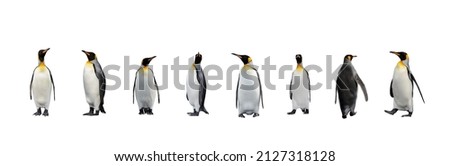 Set of King penguins isolated on the white background. Standing penguin. Royalty-Free Stock Photo #2127318128