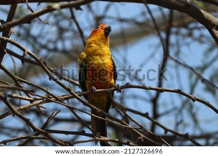 Closeup of Sun conure, Sun parakeet