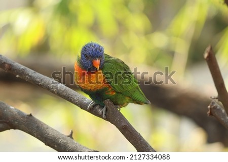 Closeup of Rainbow lorikeet, Loriini bird