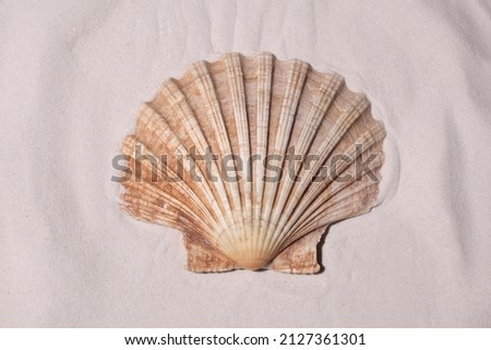 seashell on the sand with copy space for your text Royalty-Free Stock Photo #2127361301