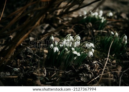 Snowdrop flowers in early spring late winter time. Galanthus nivalis blooming in old villa garden. White flower at beginning of spring. Fair maids of February, Candlemas bells. March plants in bloom. Royalty-Free Stock Photo #2127367994