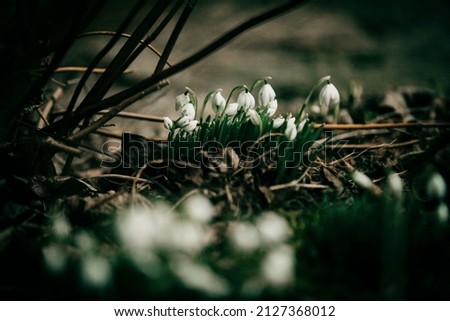 Snowdrop flowers in early spring late winter time. Galanthus nivalis blooming in old villa garden. White flower at beginning of spring. Fair maids of February, Candlemas bells. March plants in bloom. Royalty-Free Stock Photo #2127368012