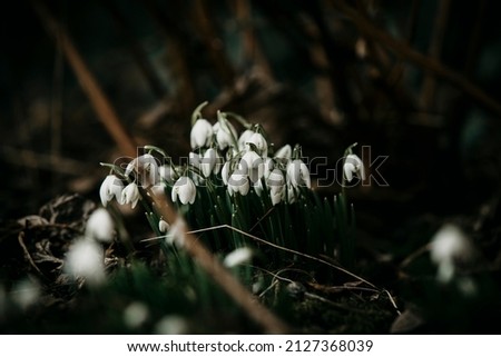 Snowdrop flowers in early spring late winter time. Galanthus nivalis blooming in old villa garden. White flower at beginning of spring. Fair maids of February, Candlemas bells. March plants in bloom. Royalty-Free Stock Photo #2127368039