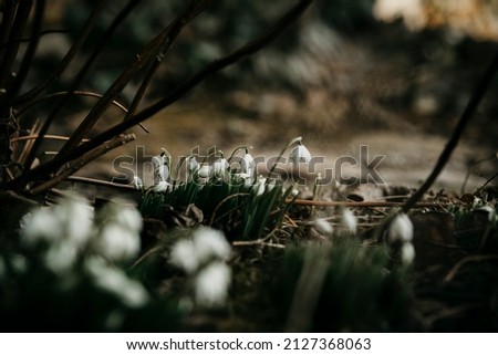 Snowdrop flowers in early spring late winter time. Galanthus nivalis blooming in old villa garden. White flower at beginning of spring. Fair maids of February, Candlemas bells. March plants in bloom. Royalty-Free Stock Photo #2127368063