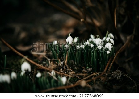Snowdrop flowers in early spring late winter time. Galanthus nivalis blooming in old villa garden. White flower at beginning of spring. Fair maids of February, Candlemas bells. March plants in bloom. Royalty-Free Stock Photo #2127368069