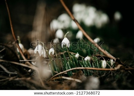 Snowdrop flowers in early spring late winter time. Galanthus nivalis blooming in old villa garden. White flower at beginning of spring. Fair maids of February, Candlemas bells. March plants in bloom. Royalty-Free Stock Photo #2127368072