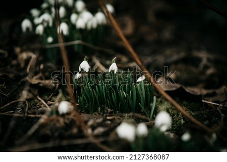 Snowdrop flowers in early spring late winter time. Galanthus nivalis blooming in old villa garden. White flower at beginning of spring. Fair maids of February, Candlemas bells. March plants in bloom. Royalty-Free Stock Photo #2127368087