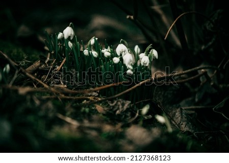 Snowdrop flowers in early spring late winter time. Galanthus nivalis blooming in old villa garden. White flower at beginning of spring. Fair maids of February, Candlemas bells. March plants in bloom. Royalty-Free Stock Photo #2127368123