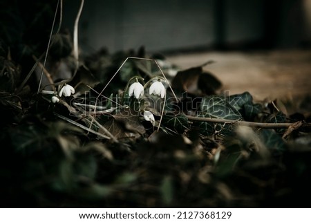 Snowdrop flowers in early spring late winter time. Galanthus nivalis blooming in old villa garden. White flower at beginning of spring. Fair maids of February, Candlemas bells. March plants in bloom. Royalty-Free Stock Photo #2127368129