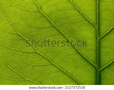 close up green leaf texture, leaf of Bengal almond ( Terminalia catappa L. )