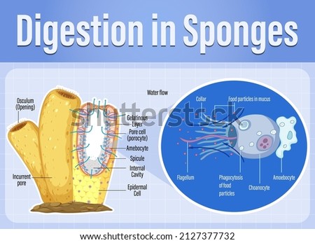 Diagram showing digestion in sponges illustration