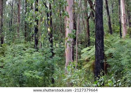 Blackened gum tree trunks at Bunyip State Park after bush fires, in rural Victoria, Australia.