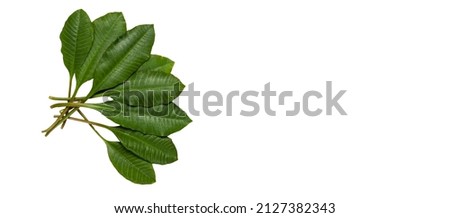 leaf green of Milkweed on isolated background, nature Common milkweed butterfly flower Asclepias syriaca plant, American Milkweed on white background. Organic medical, natural product concept.