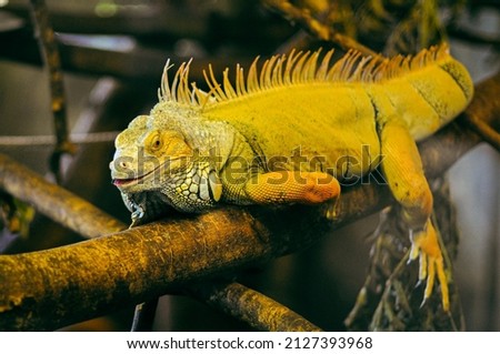 Picture of an iguana relaxing on a tropical tree branch.