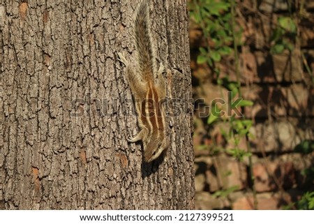 Closeup of a Palm squirrel