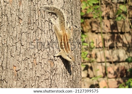 Closeup of a Palm squirrel